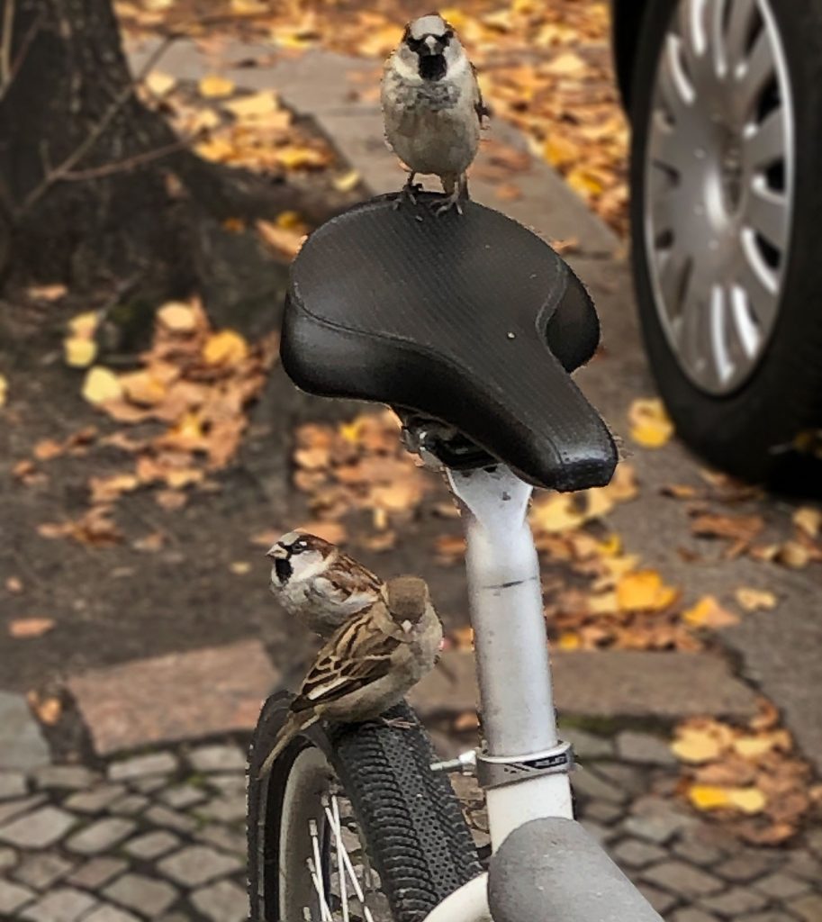 Bild 3 Spatzen auf enem Fahrrad in Berlin